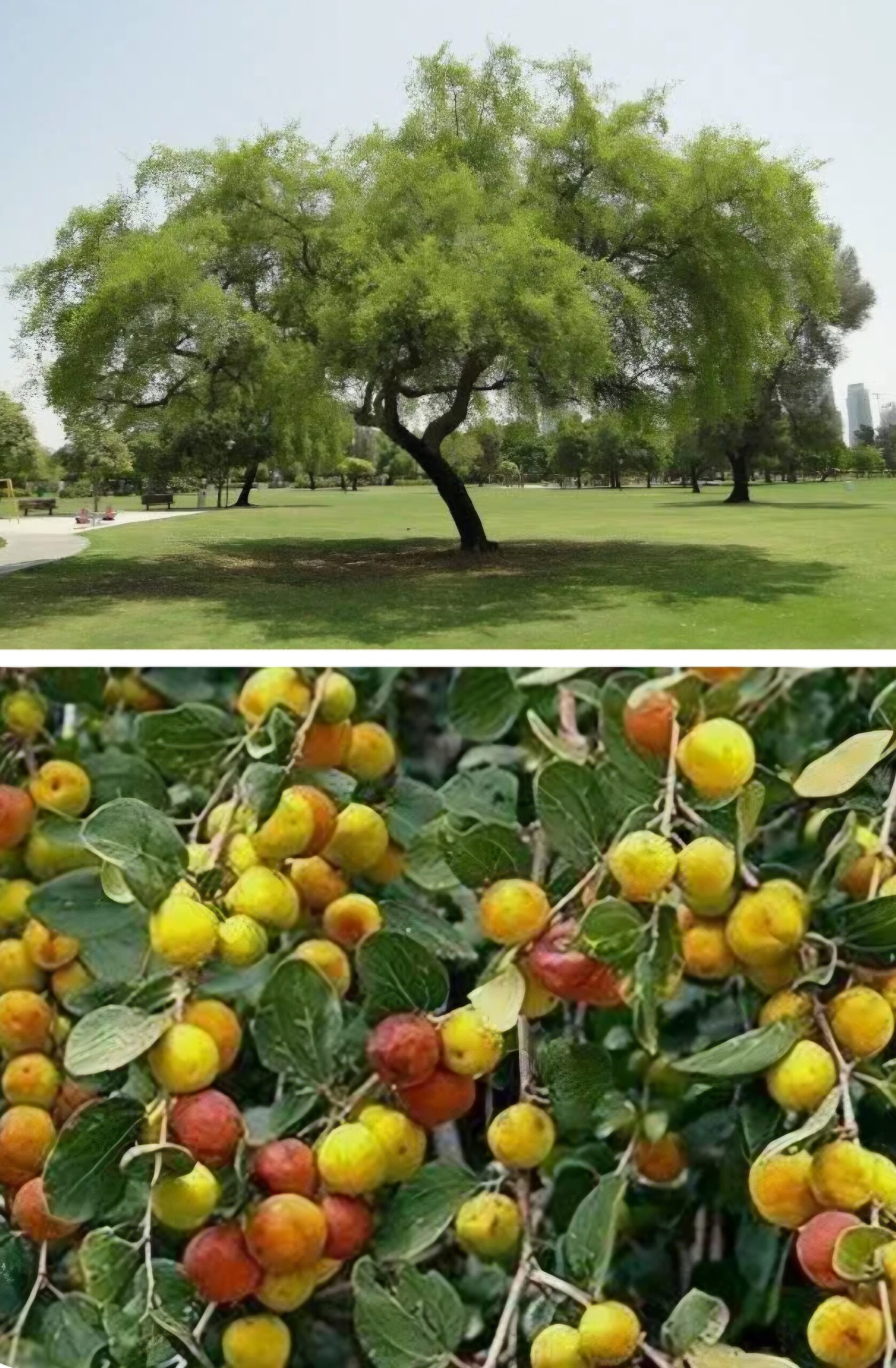سيت هاذا انتاع لحشاوش